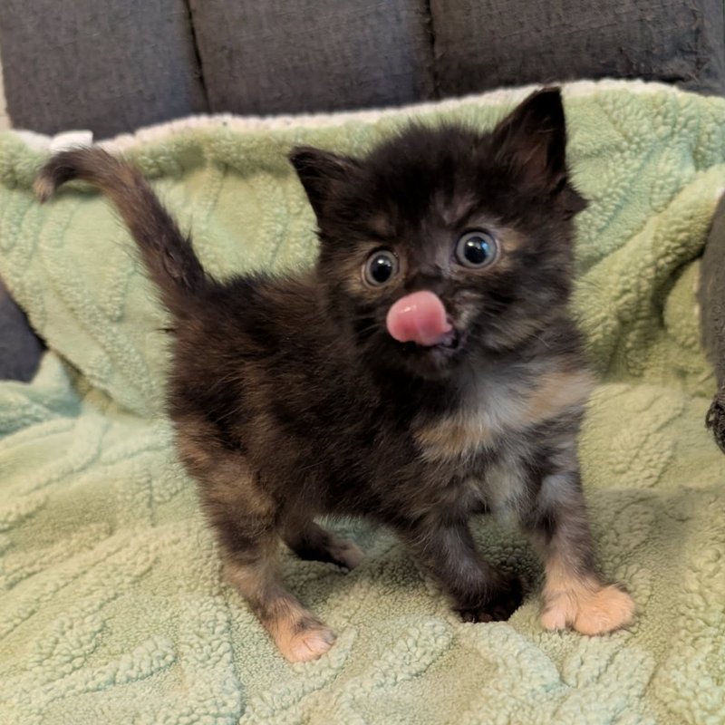 tortie kitten tongue thumbs