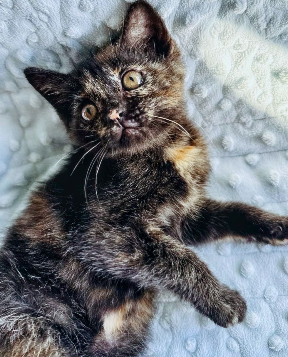 tortie kitten