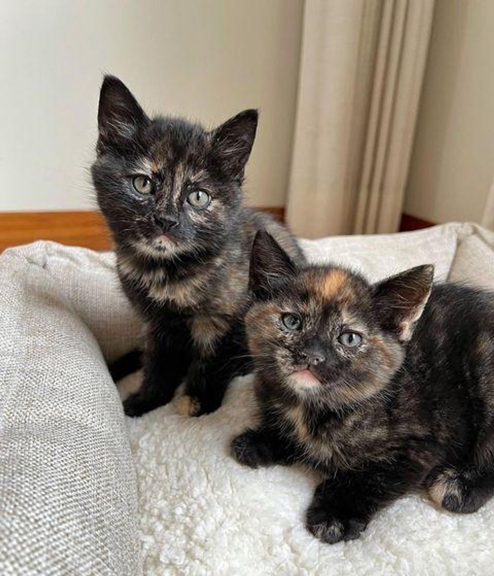 tortie kittens