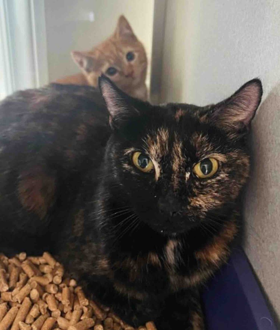 tortie mother cat kitten