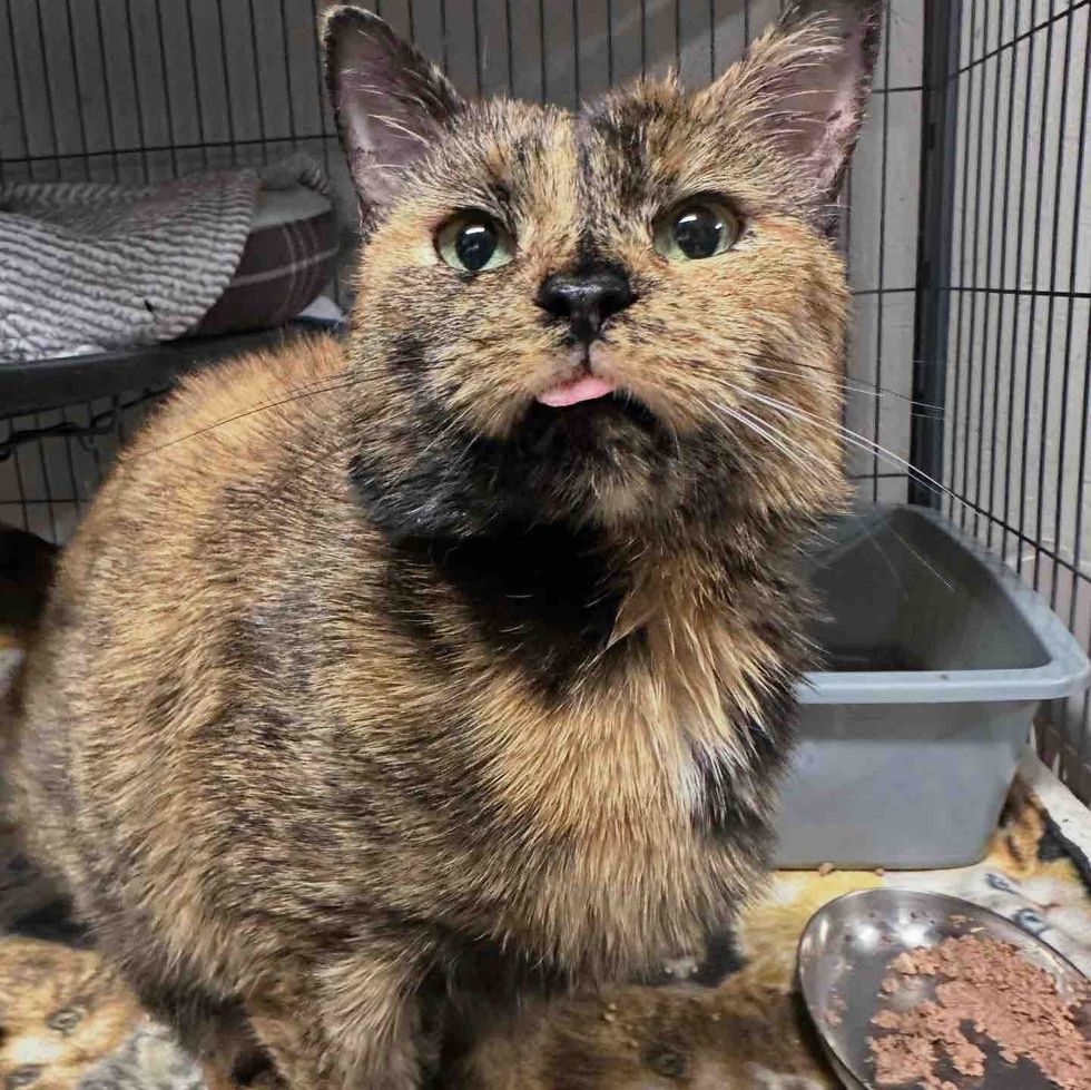 tortie shelter cat tongue
