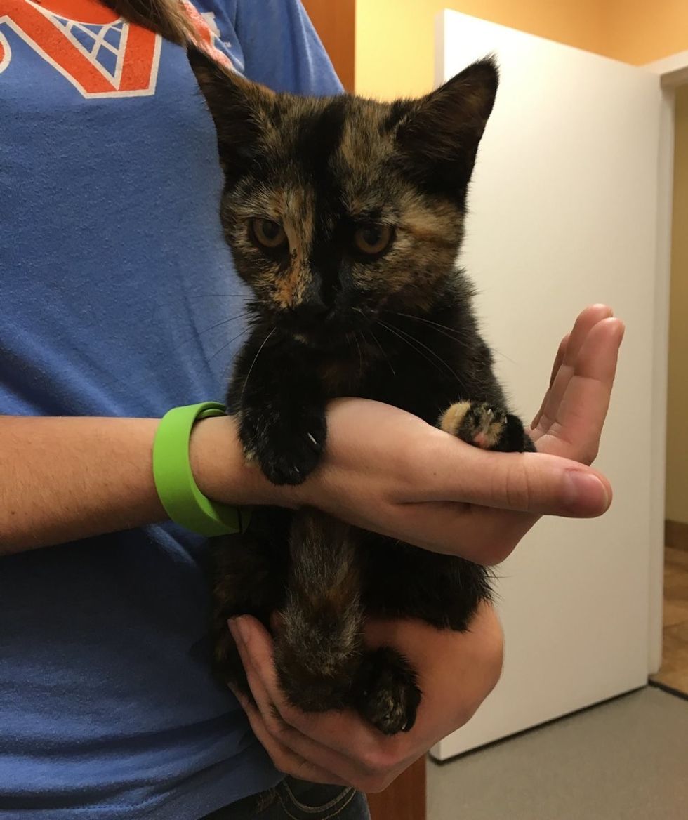tortie stray cat rescued by vet after car accident
