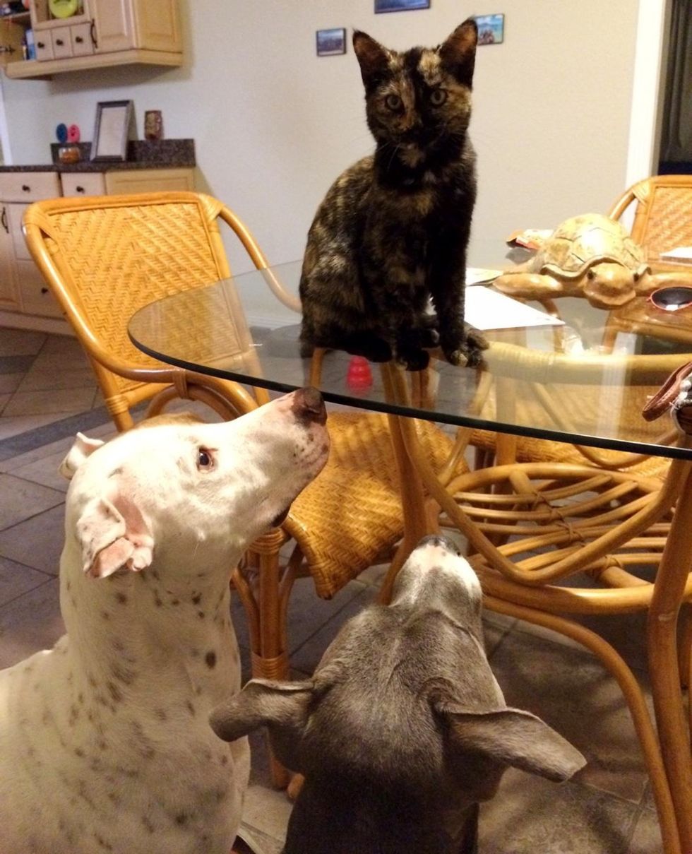 tortie stray cat rescued by vet after car accident