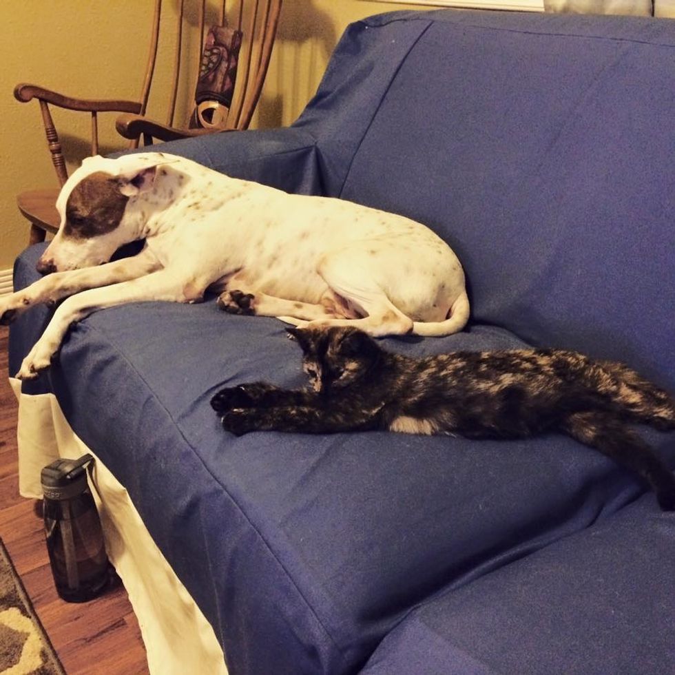 tortie stray cat rescued by vet after car accident