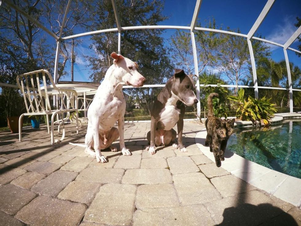 tortie stray cat rescued by vet after car accident