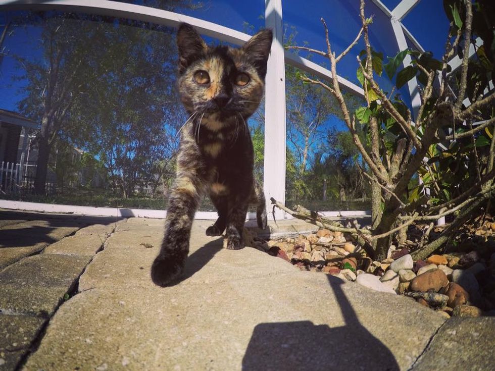 tortie stray cat rescued by vet after car accident
