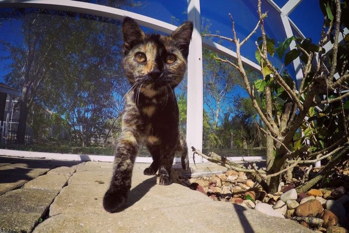 tortie stray cat rescued by vet after car accident