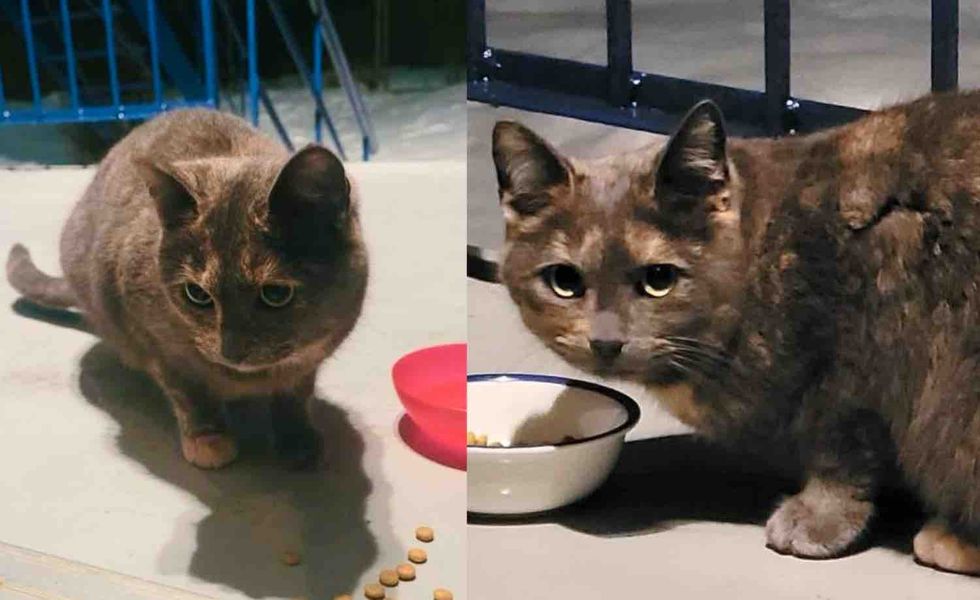 tortie stray cat