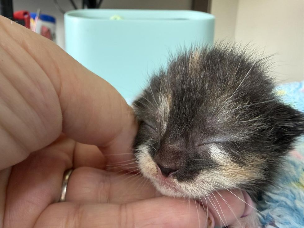 tortie tuxedo kitten