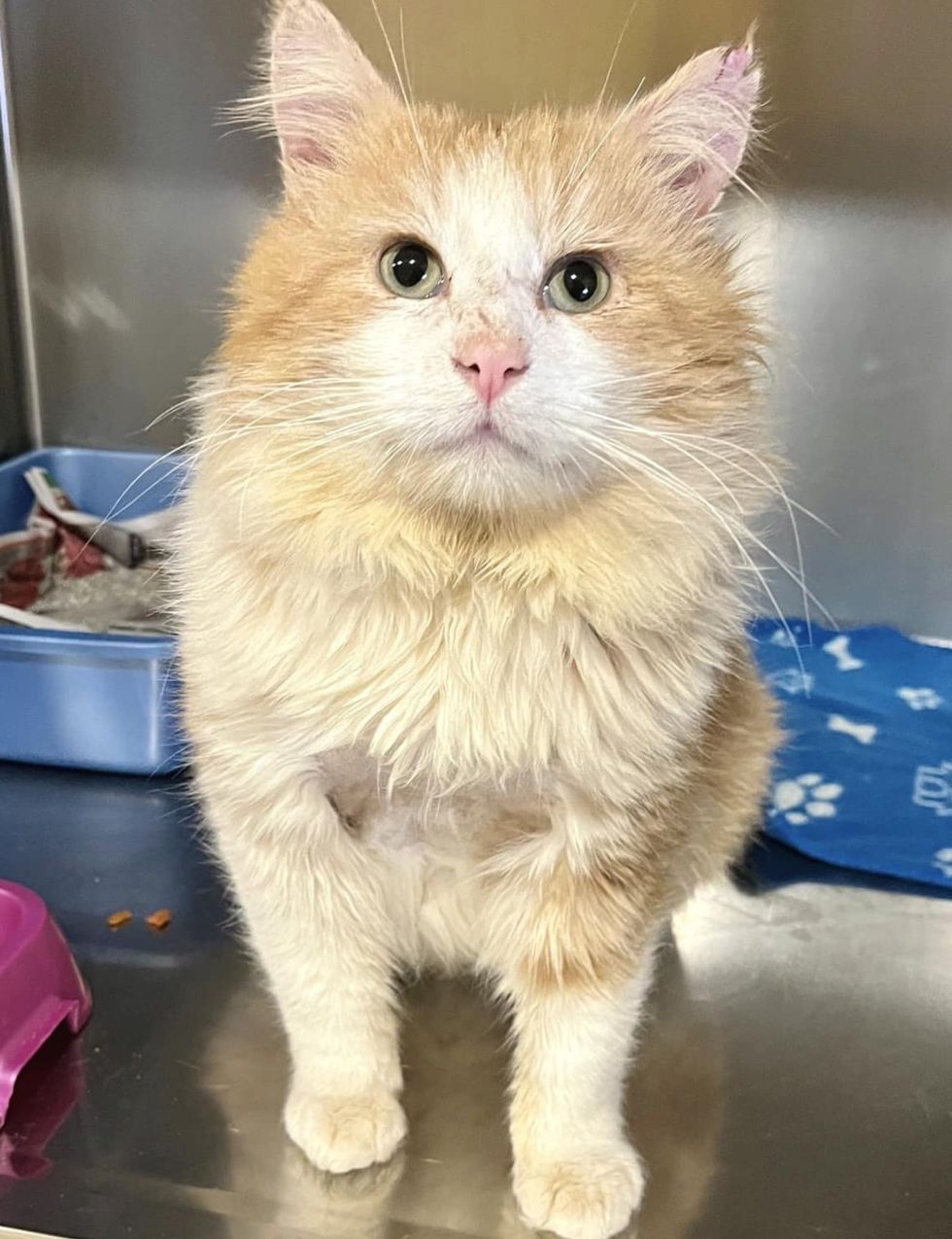 transformed shelter cat