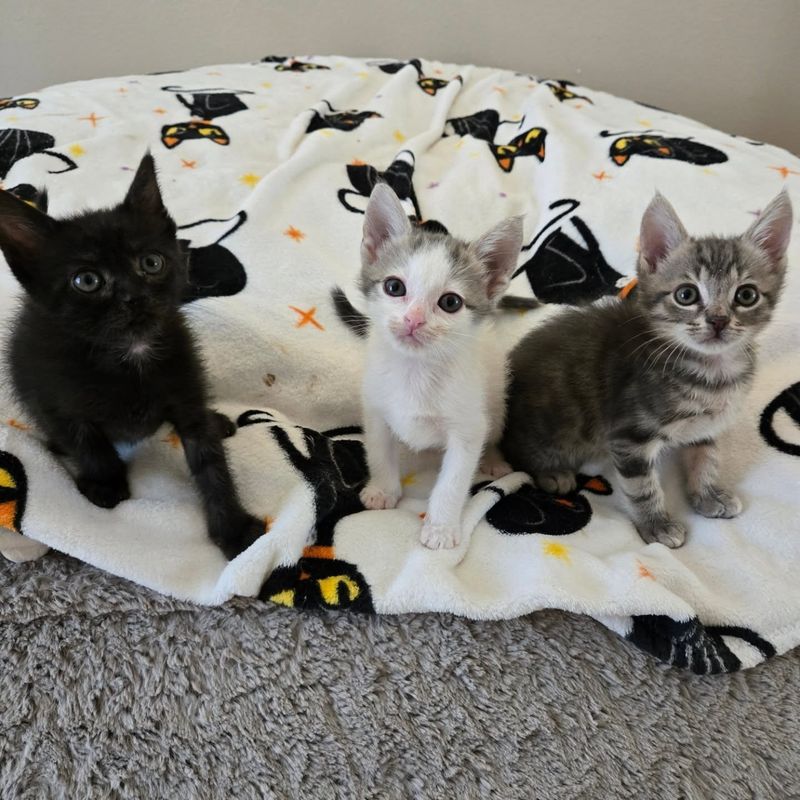 trio kittens siblings