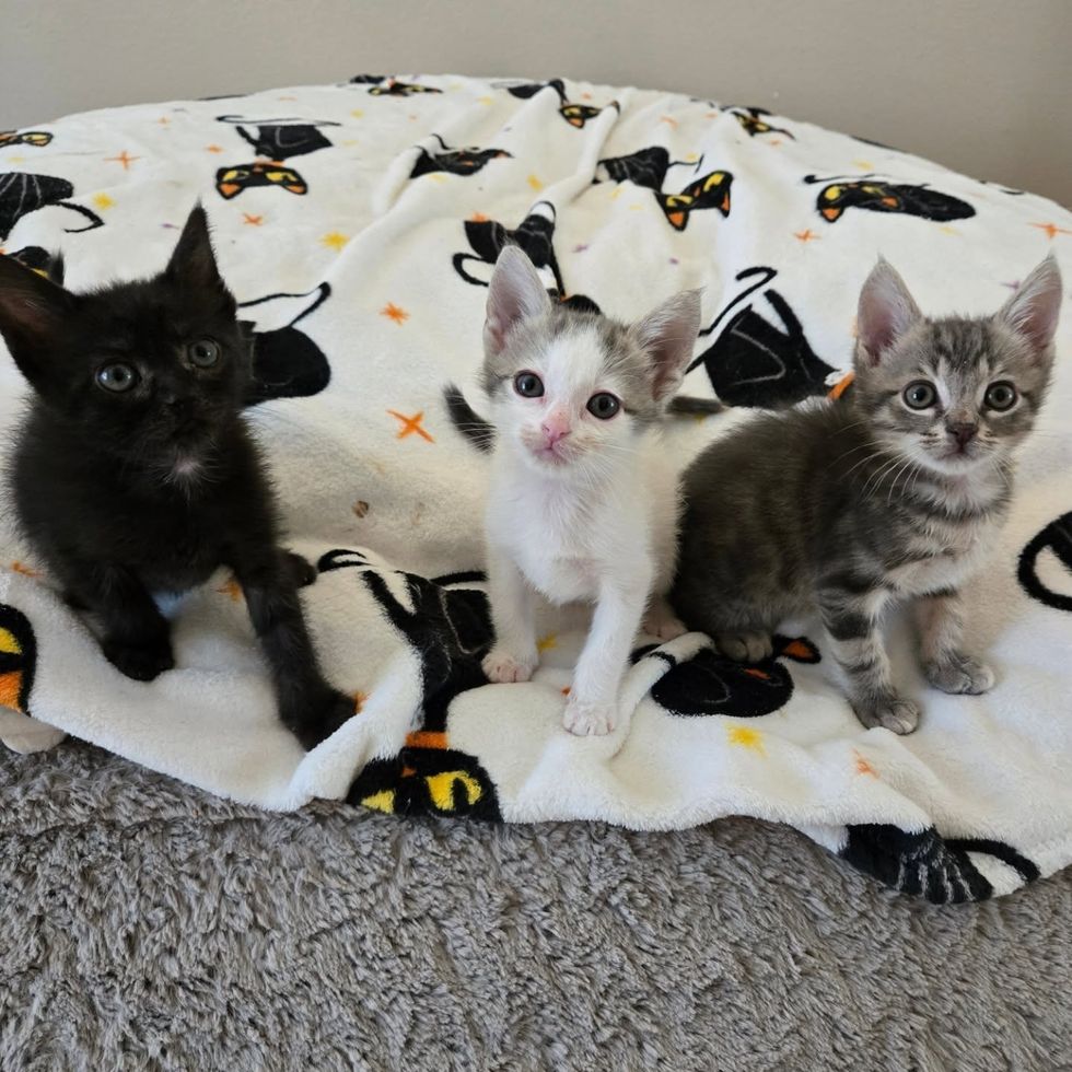 trio kittens siblings
