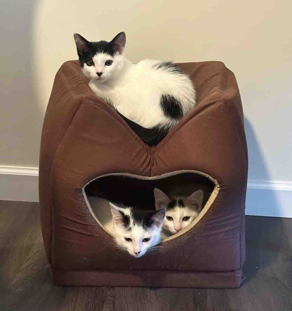 triple kittens home adoption