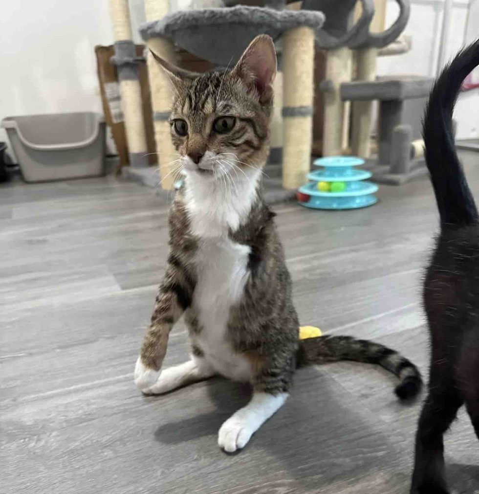 tripod cat kangaroo kitty