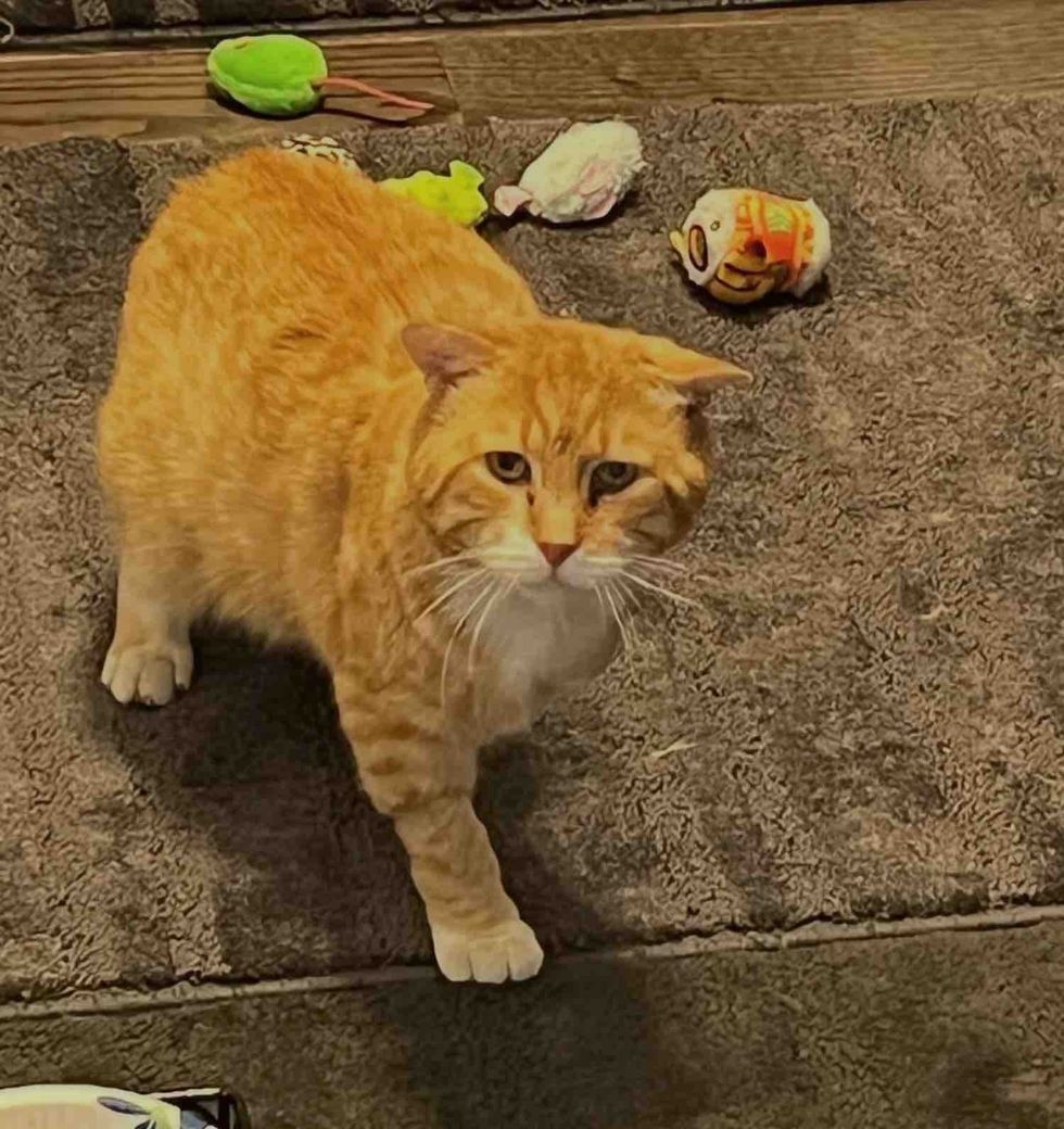 tripod cat toys home