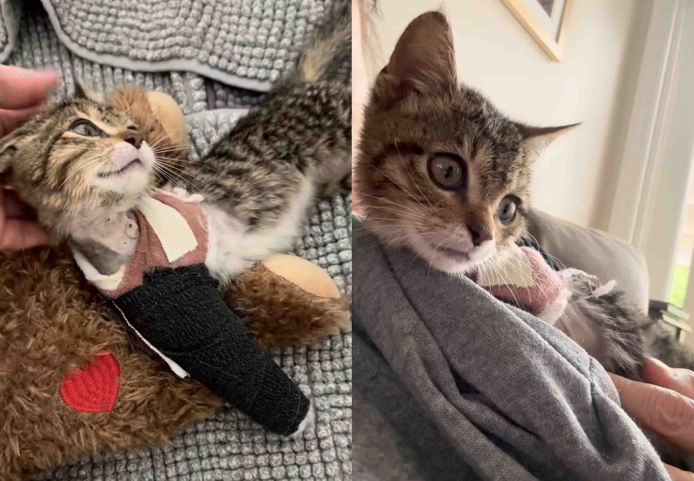 tripod kitten snuggles