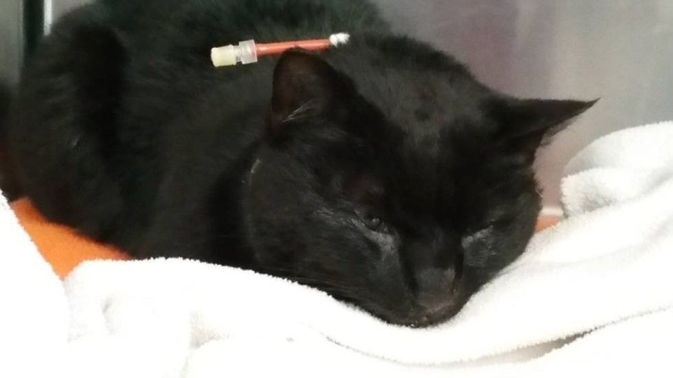 truck driver saves injured cat and adopts him