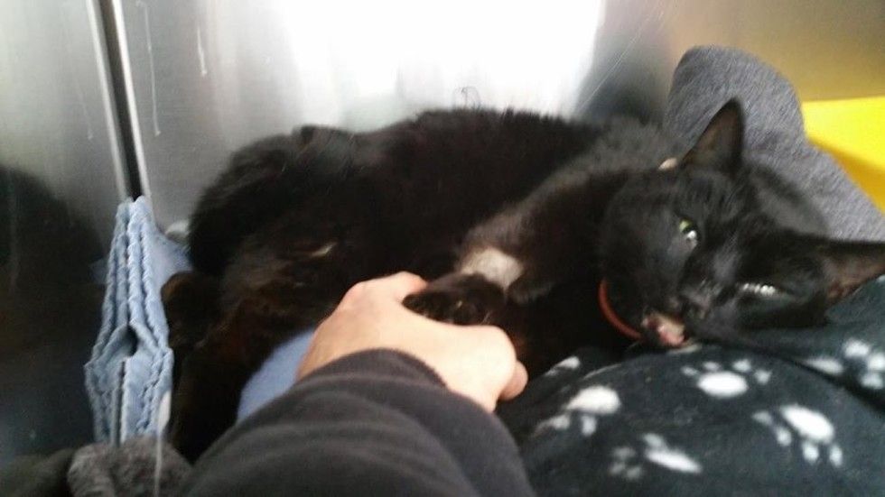 truck driver saves injured cat and adopts him
