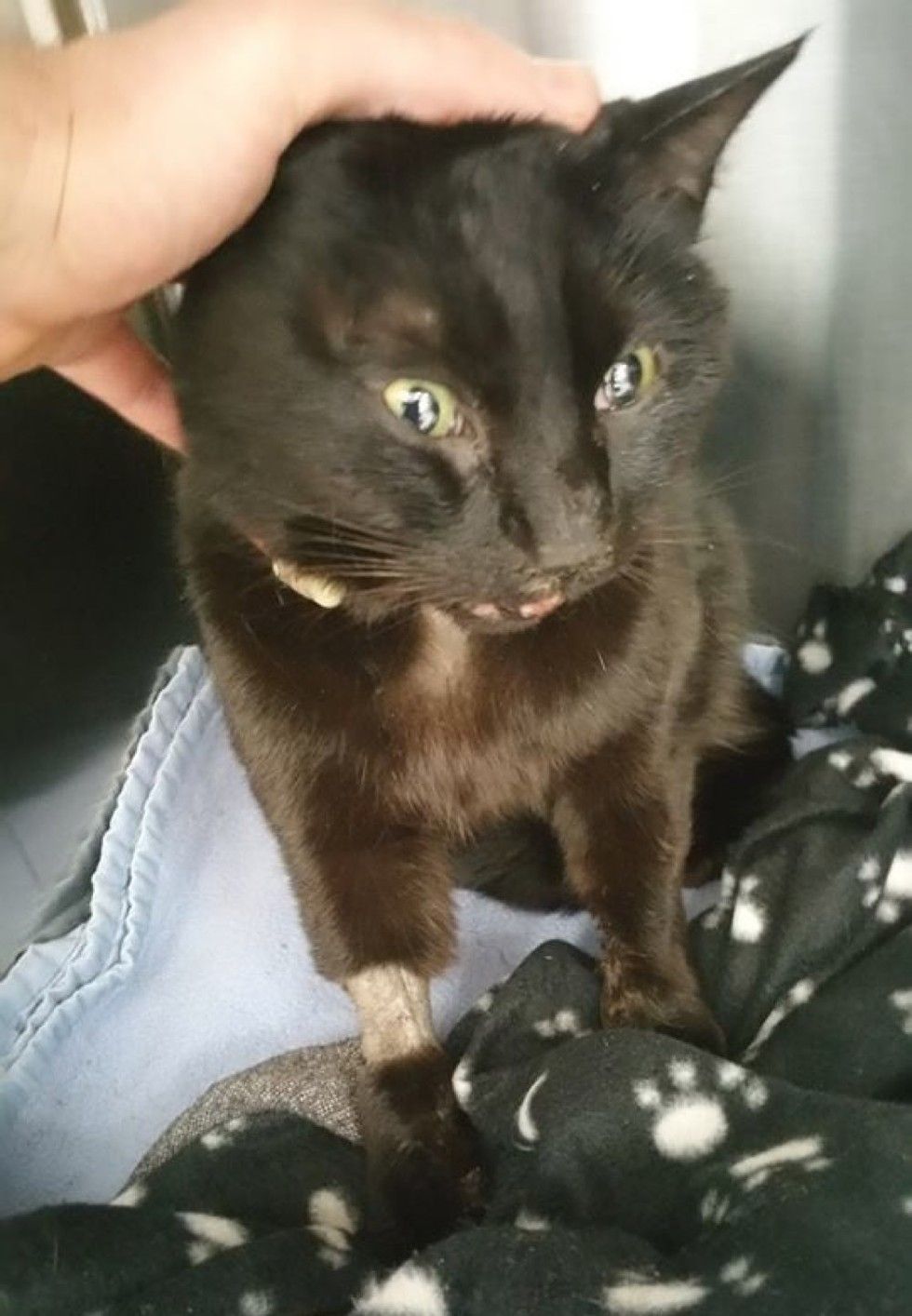 truck driver saves injured cat and adopts him