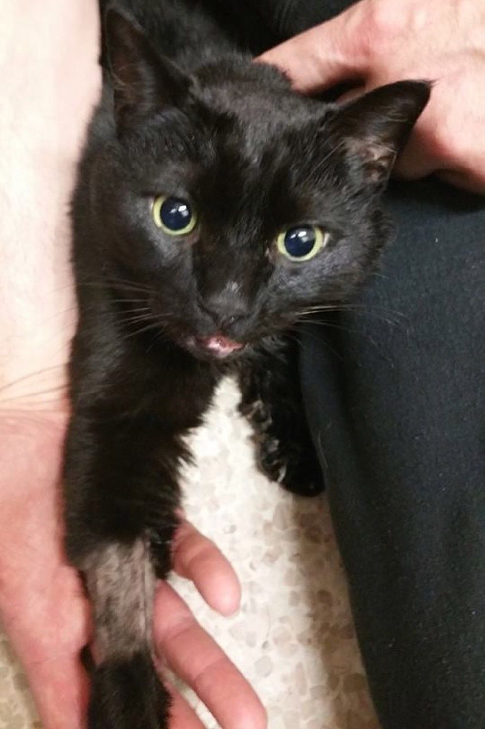 truck driver saves injured cat and adopts him