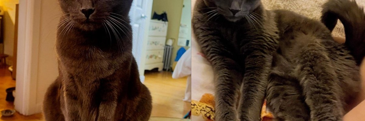 Cat Passed From Home to Home Was Reunited With His Rescue by a Microchip, and Now Holds Hands When Pet