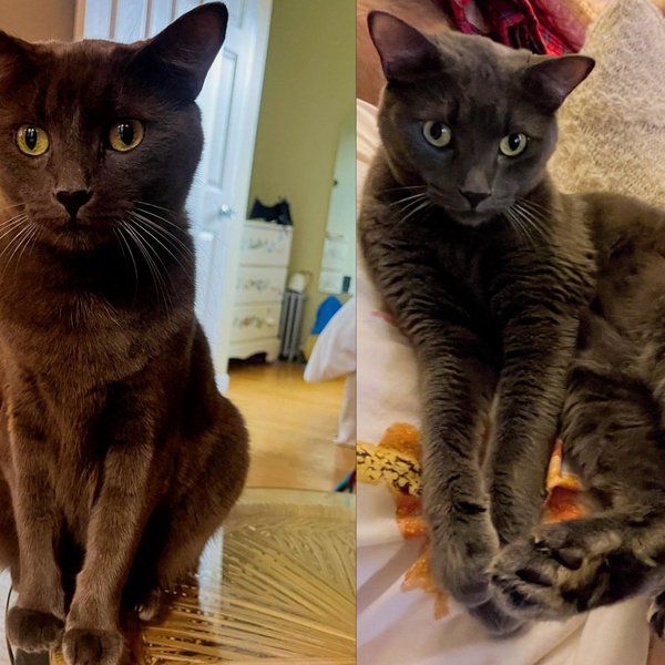 Cat Passed From Home to Home Was Reunited With His Rescue by a Microchip, and Now Holds Hands When Pet