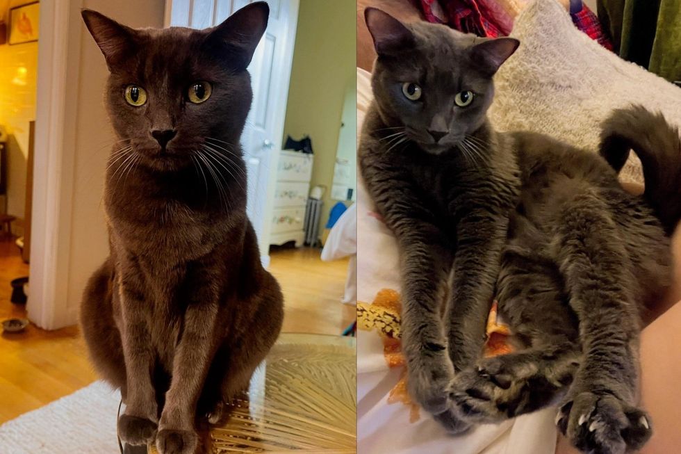 Cat Passed From Home to Home Was Reunited With His Rescue by a Microchip, and Now Holds Hands When Pet
