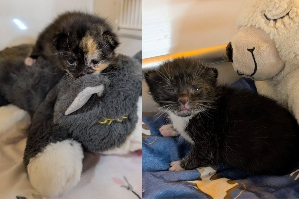 Turle sleeping with her stuffed animal (left) & River being cuddled by a stuffed animal(right)