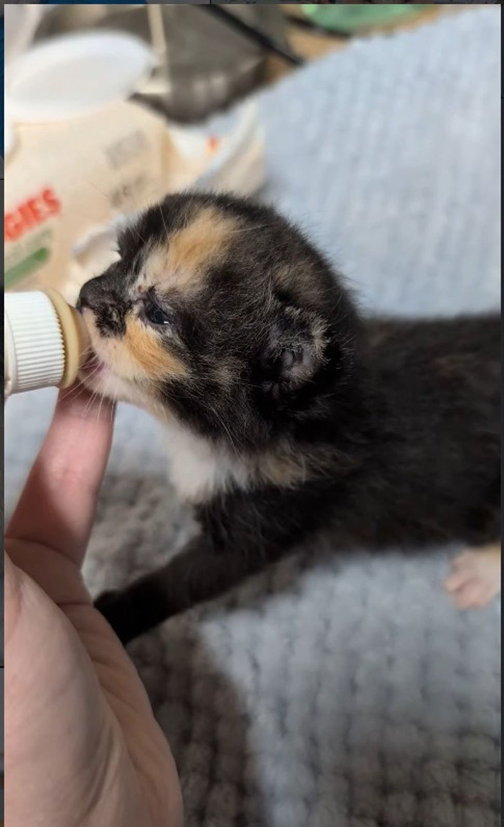 Turtle kitten being bottle fed
