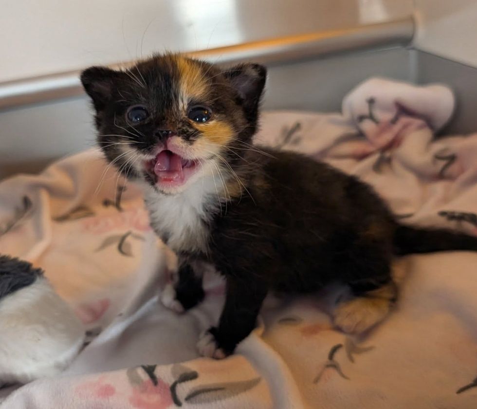 Turtle meowing while in cat carrier