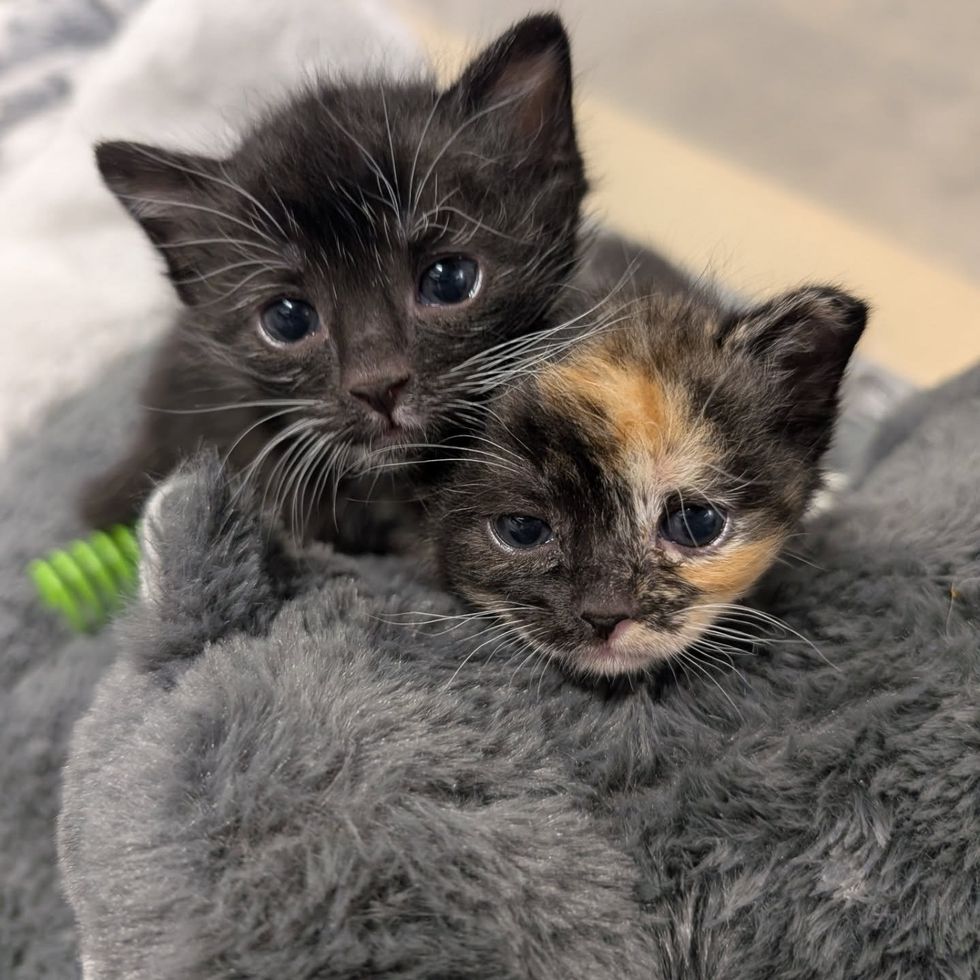 Turtle & River back together cuddling