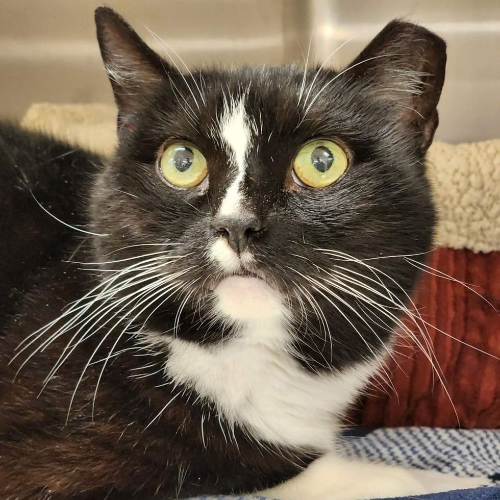 tuxedo adult cat staring