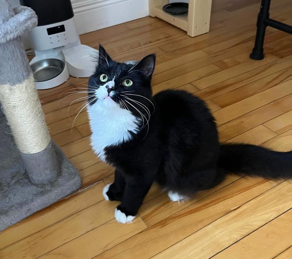 tuxedo beautiful cat