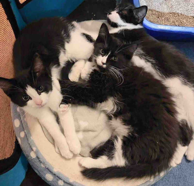 tuxedo black white kittens