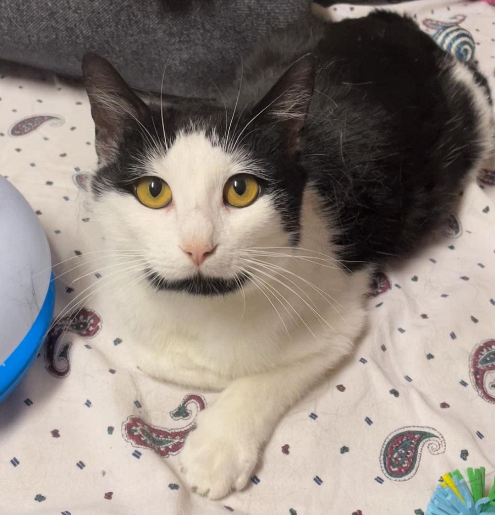 tuxedo cat beautiful