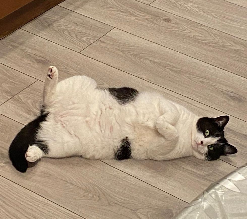 tuxedo cat belly cute