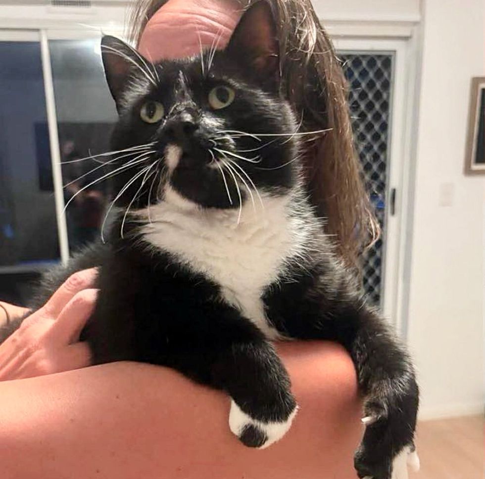 tuxedo cat cuddles