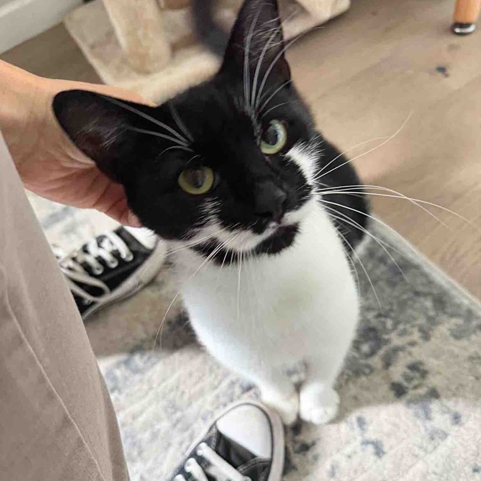 tuxedo cat friendly