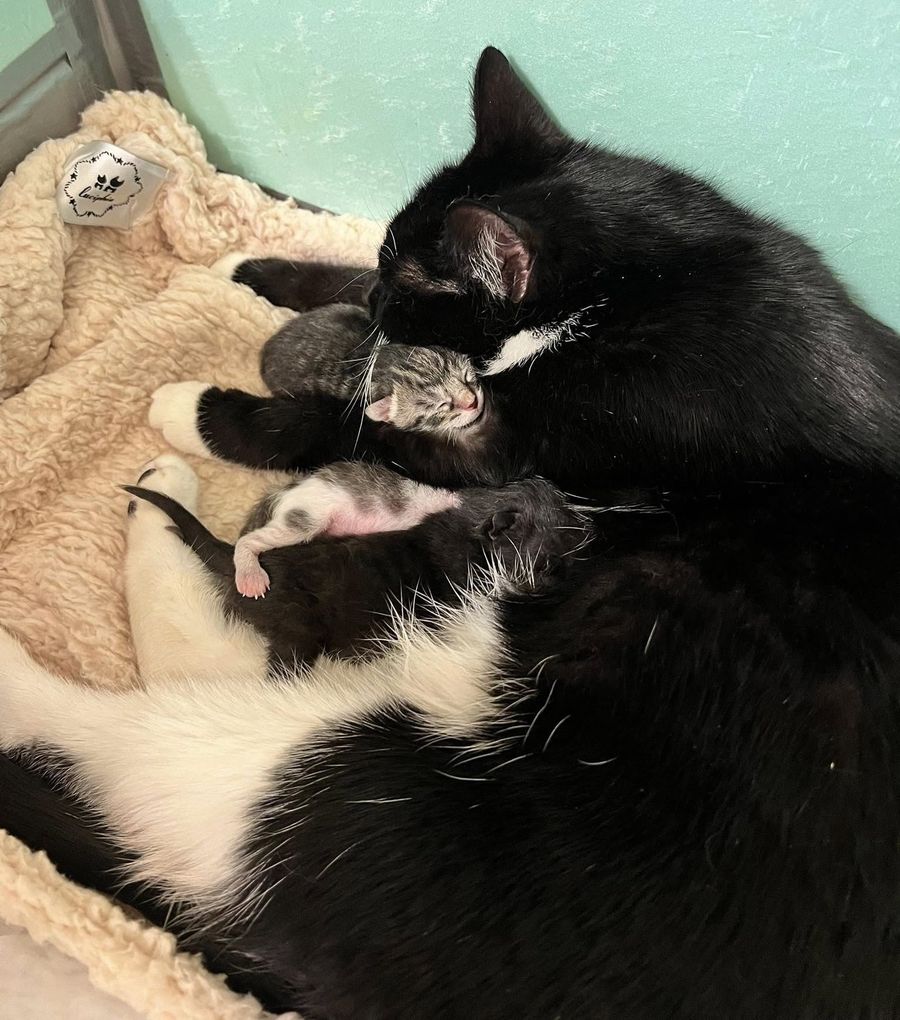 tuxedo cat hugs kittens