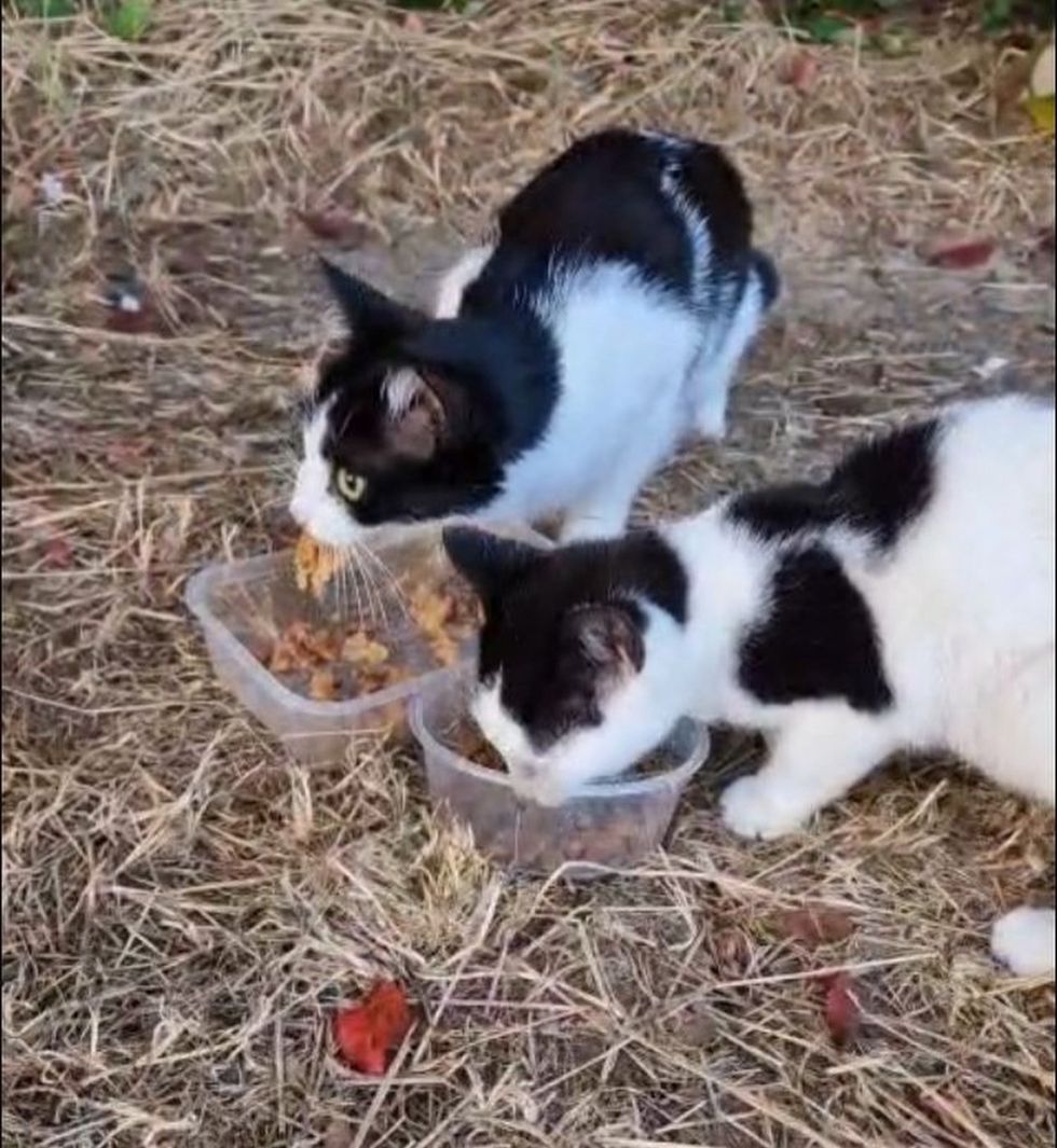 tuxedo cat kitten park