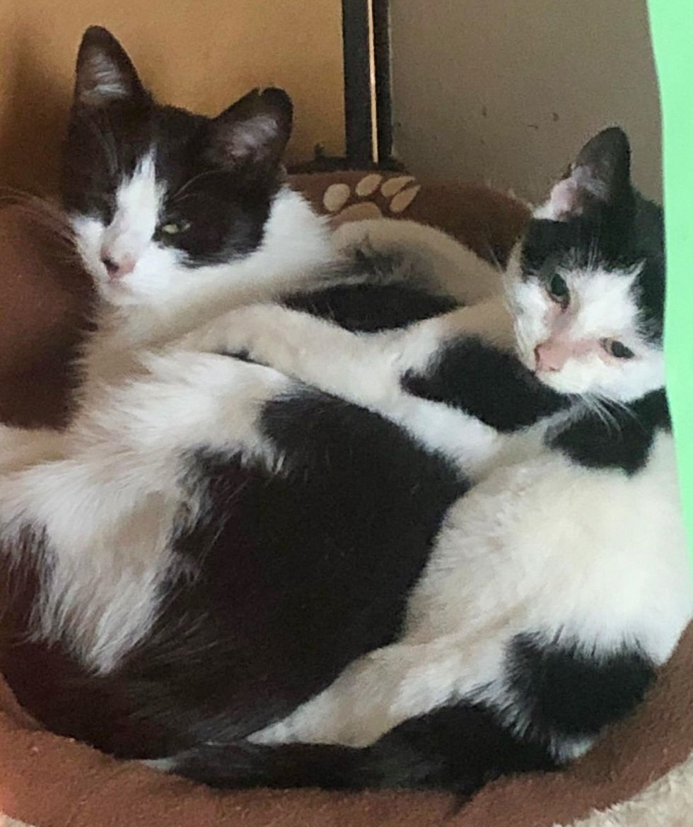 tuxedo cat kitten snuggles