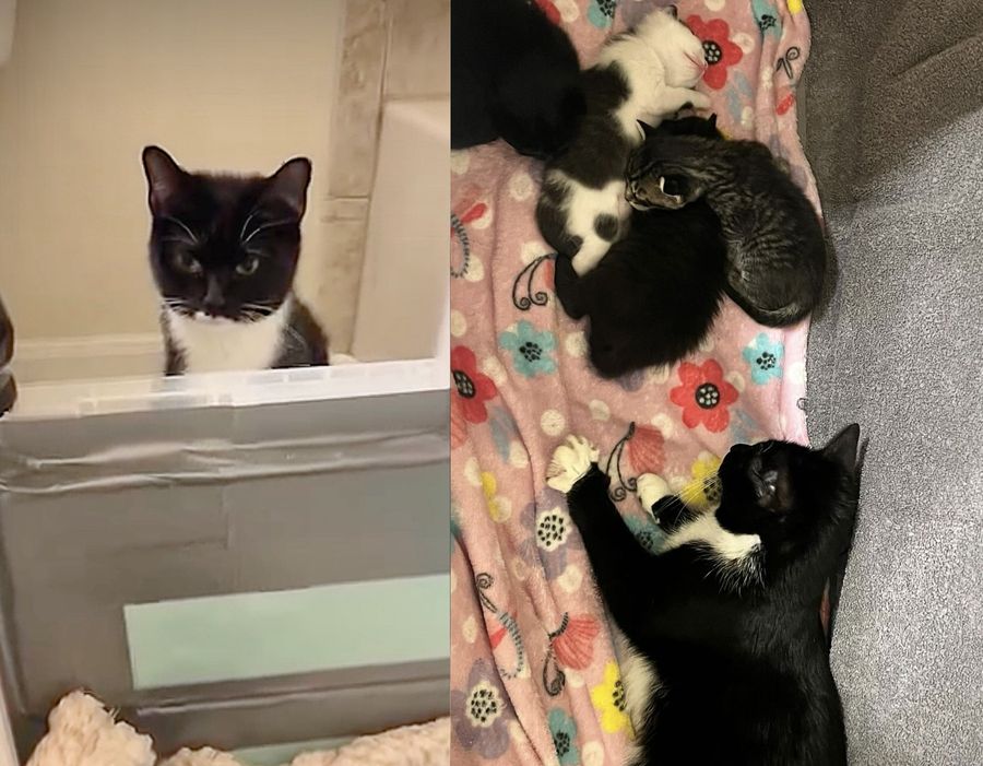 tuxedo cat kittens