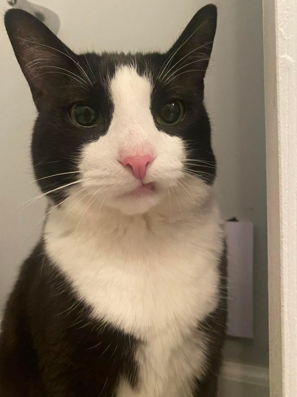 tuxedo cat lip