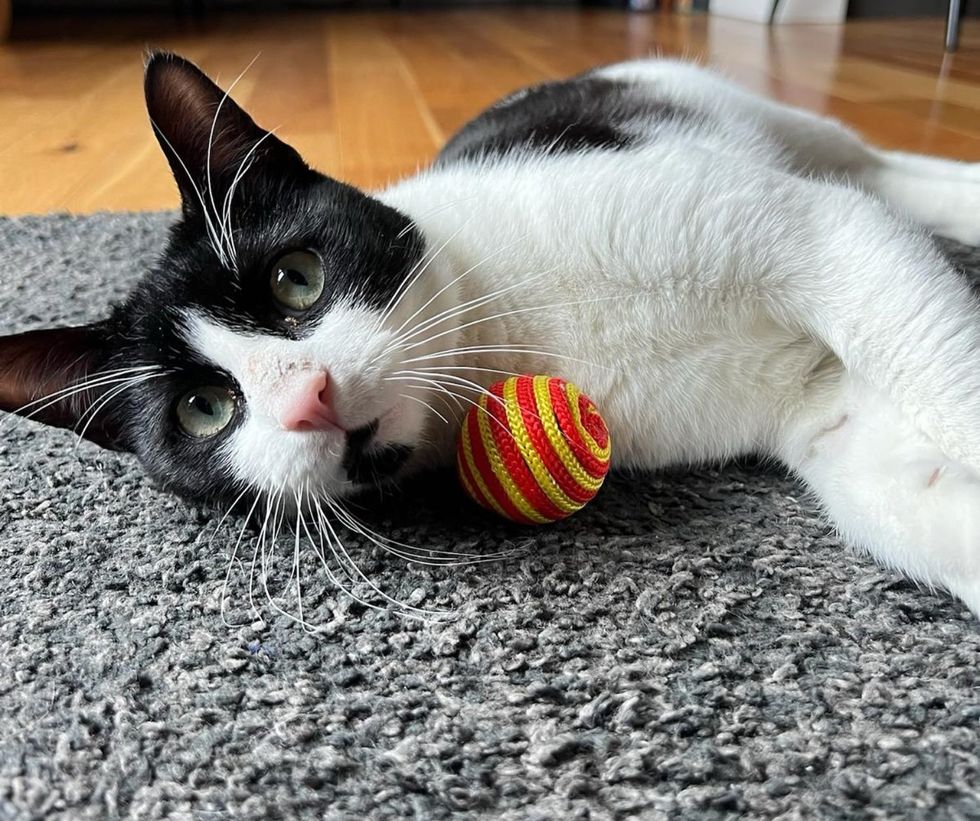 tuxedo cat playful
