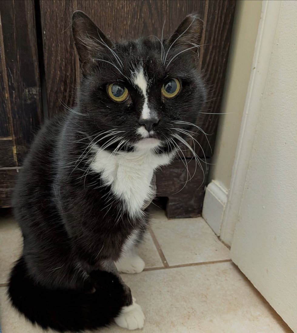 Tuxedo cat posing for the camera