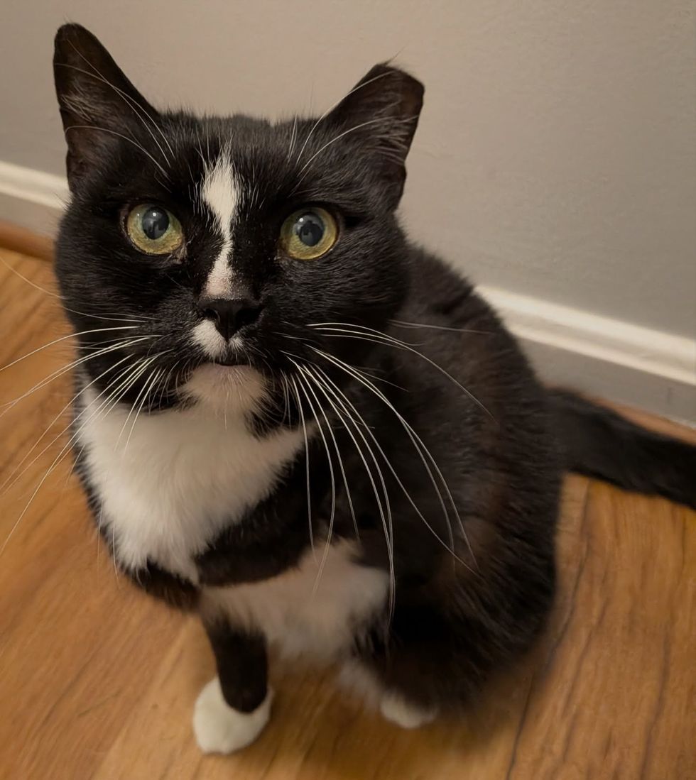 Tuxedo cat with 3 legs