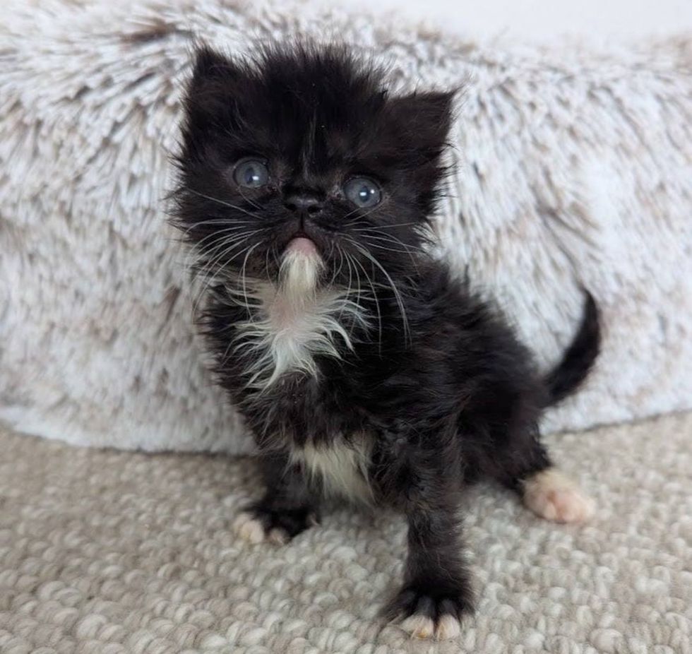 tuxedo fluffy kitten