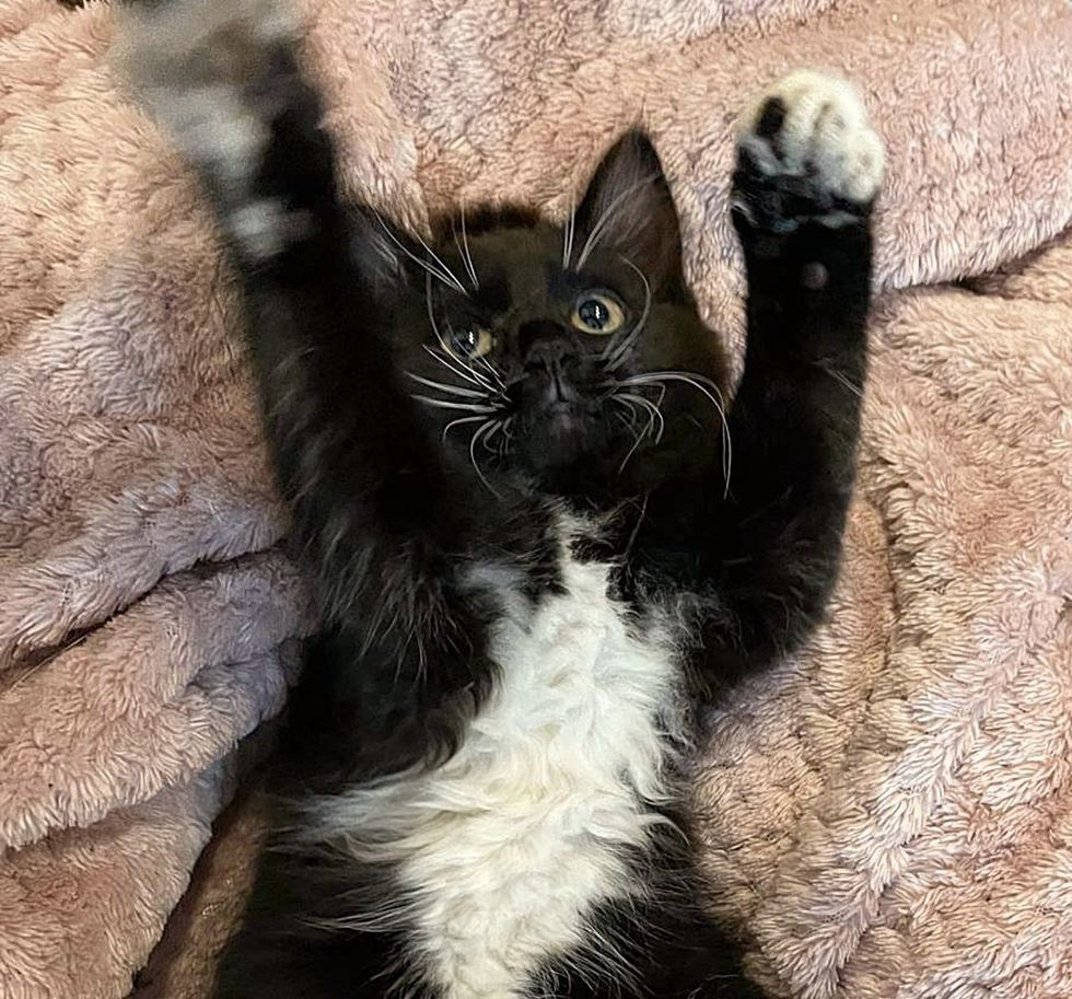 tuxedo kitten belly