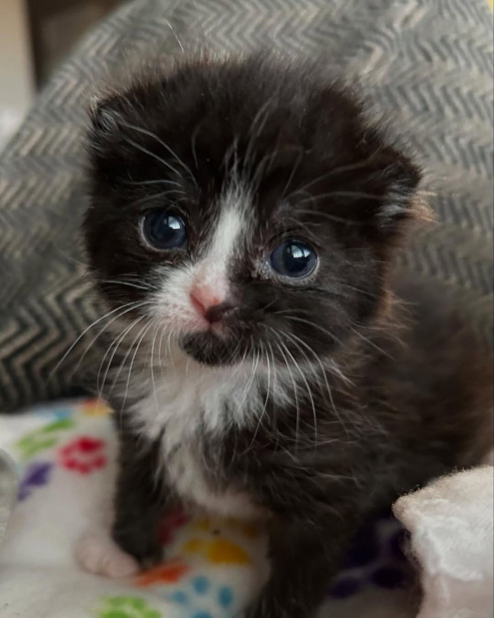 tuxedo kitten big eyes