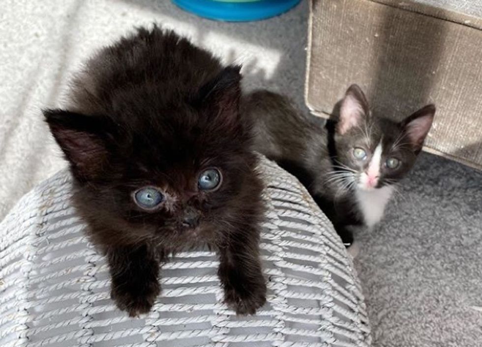 tuxedo kitten, black kitten, best friends